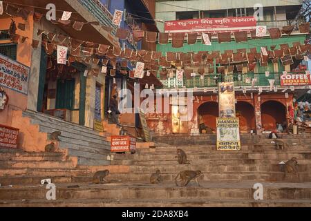 Varanasi, Indien, Januar 2008. Eine Gruppe Rhesusaffen in einem Ghat. Stockfoto