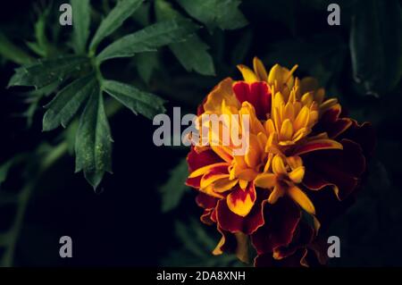 Rote cempasuchil Blume Makro Nahaufnahme, selektiver Fokus Stockfoto