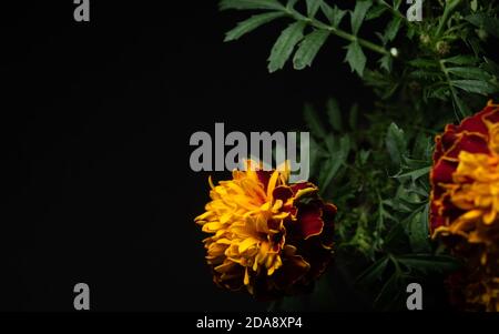 Rote cempasuchil Blume Makro Nahaufnahme, selektiver Fokus Stockfoto
