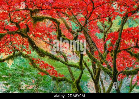 Herbstfarben, Japanischer Garten, Butchart Gardens, Brentwood Bay, British Columbia, Kanada Stockfoto