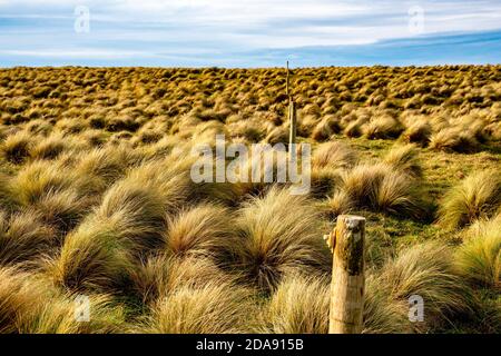 Das windgepeitschte Gelände am Hang Point, NZ südlichsten Punkt, wo nur Tossock Gras scheint zu überleben Stockfoto