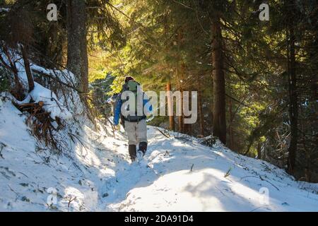 Mann mit Rucksack zu Fuß in den verschneiten Wald. Winter Trekking verschneiten Bergen. Der Reisende geht unter riesige Pinien mit Schnee bedeckt. Epic Winter adv Stockfoto