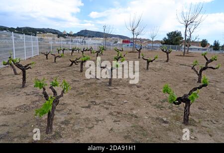 Weingut, Moraira, in der Nähe, Alicanti Weinregion, Spanien, Espana, Weinbau Stockfoto