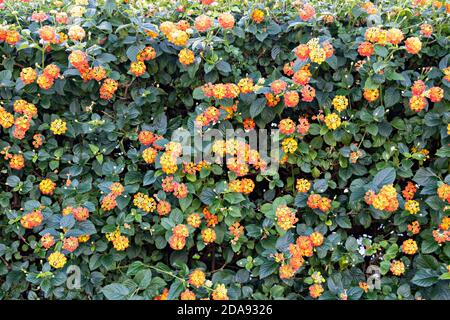 Lantana camara sanguinea, Familie der Verbenaceae. Es ist eine mediterrane Gartenpflanze sehr geschätzt für die Menge der Blumen bietet es uns und für die Stockfoto