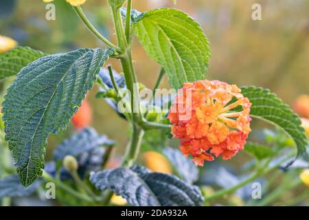 Lantana camara sanguinea, Familie der Verbenaceae. Es ist eine mediterrane Gartenpflanze sehr geschätzt für die Menge der Blumen bietet es uns und für die Stockfoto