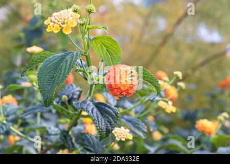 Lantana camara sanguinea, Familie der Verbenaceae. Es ist eine mediterrane Gartenpflanze sehr geschätzt für die Menge der Blumen bietet es uns und für die Stockfoto