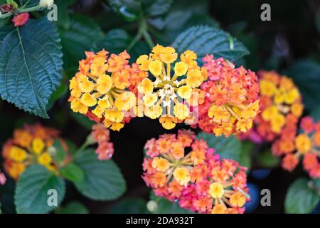 Lantana camara sanguinea, Familie der Verbenaceae. Es ist eine mediterrane Gartenpflanze sehr geschätzt für die Menge der Blumen bietet es uns und für die Stockfoto