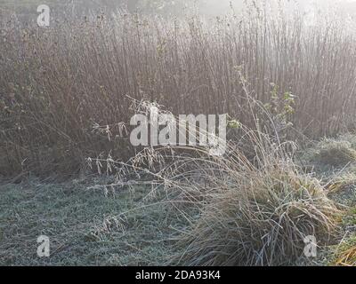 Tracery von Reif Frost auf gebogenen Grasstämmen & Saatköpfen mit Hintergrund von Schilf entlang Flussufer in eisigen Nebel in ländlichen Dorf in Cumbria, England Stockfoto
