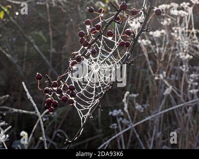 Raureif auf Orb Spinnennetz mit Hacken (Beeren von Weißdorn - Crataegus mponogyna) Glitzernd in Heckenhöhe, hinterleuchtet von niedriger Wintersonne Stockfoto