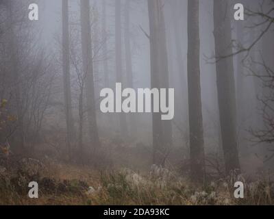 stimmungsvolle November-Ansicht von aufrechten Baumstämmen in nebligen Wäldern mit frostigen Grasstämmen und launisch nebligen Wäldern im ländlichen Cumbria, England Großbritannien Stockfoto
