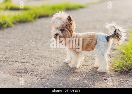 Australisches Silky Terrier Sommerporträt Im Freien. Thema „Haustiere“ Stockfoto