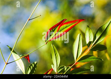 Nandina domestica Blätter auf dem Bokeh Hintergrund, Natur Hintergrund, rot und grün Stockfoto