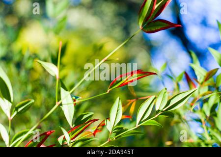 Nandina domestica Blätter auf dem Bokeh Hintergrund, Natur Hintergrund, rot und grün Stockfoto