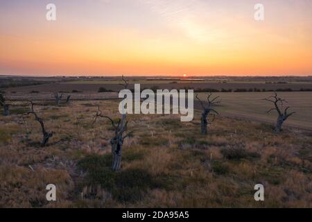 The Petrified Oak Forest of Mundon in Essex UK Stockfoto