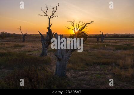 The Petrified Oak Forest of Mundon in Essex UK Stockfoto