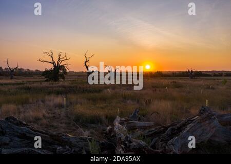 The Petrified Oak Forest of Mundon in Essex UK Stockfoto