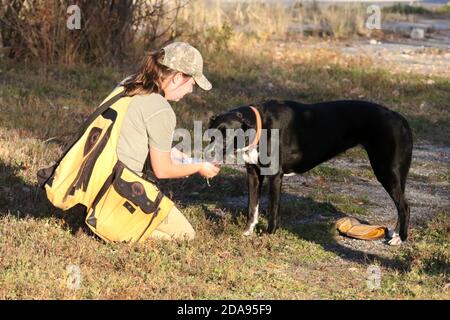 Harris Hawk verwendet in Falconry Rabbit Jagd Stockfoto