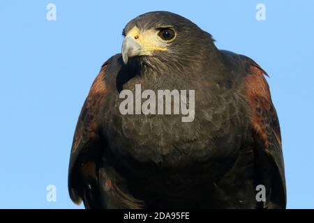 Harris Hawk verwendet in Falconry Rabbit Jagd Stockfoto