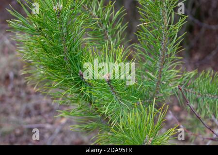 Kiefernzweige an einem kleinen Baum im Wald Stockfoto