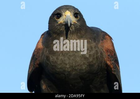 Harris Hawk verwendet in Falconry Rabbit Jagd Stockfoto