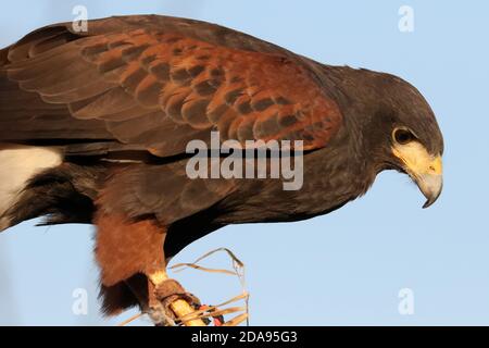 Harris Hawk verwendet in Falconry Rabbit Jagd Stockfoto