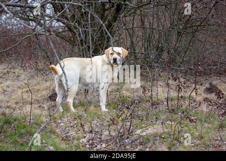 Hund Labrador Retriever schaut hinter einem Ast von heraus Ein alter verdorrter Baum Stockfoto