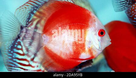 Red Marlboro Discus Fish - (Symphysodon sp.) Stockfoto