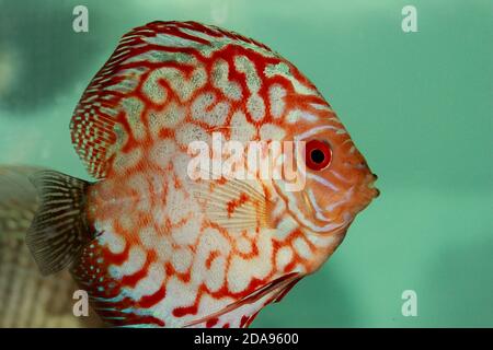 Taubenblut Discus Fish - (Symphysodon sp.) Stockfoto