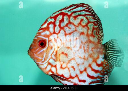 Taubenblut Discus Fish - (Symphysodon sp.) Stockfoto