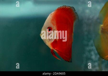 Red Marlboro Discus Fish - (Symphysodon sp.) Stockfoto