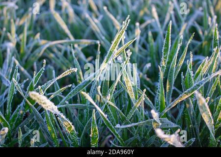 Verschwommener Grashintergrund mit morgendlicher Sonneneinstrahlung und frostiger Haufelfrost auf dem Blatt im Unschärfe-Bereich. Stockfoto