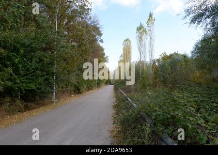 Straße in Bäumen im Herbst Stockfoto
