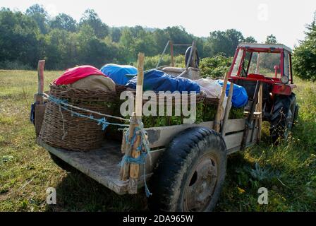 Transport von geernteten Tabakblättern mit Traktor in der Nähe des Tabaks Fileds Stockfoto