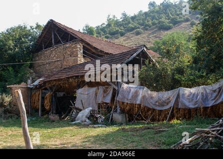 Traditionelle Art des Trocknens von Tabak im Zelt, ländliche Gegend, in der Nähe des Hauses. Traditionelle Techniken Stockfoto