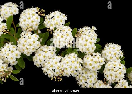 Weiße Blüten von Spirea aguta oder Brides Kranz, isoliert auf schwarzem Hintergrund Stockfoto