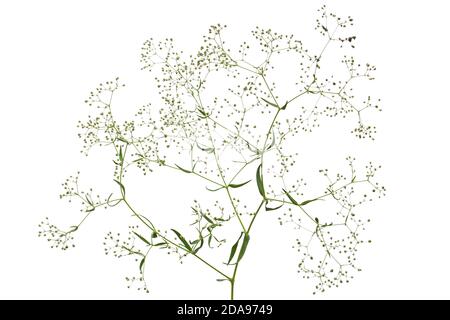 Zweig mit Blüten der Gypsophila (Baby's Breath Flowers), isoliert auf weißem Hintergrund Stockfoto