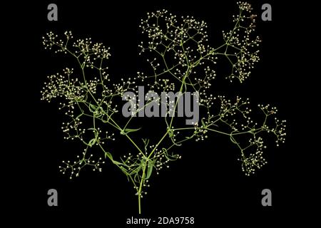 Zweig mit Blüten der Gypsophila (Baby's Breath Flowers), isoliert auf schwarzem Hintergrund Stockfoto