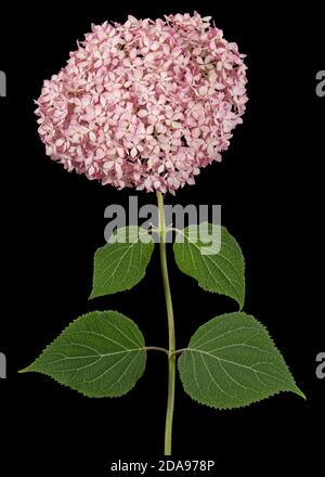 Blütenstand der rosa Blüten der Hortensien Nahaufnahme, isoliert auf schwarzem Hintergrund Stockfoto