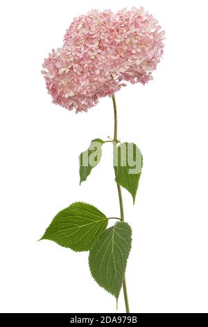 Blütenstand der rosa Blüten der Hortensien Nahaufnahme, isoliert auf weißem Hintergrund Stockfoto