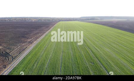 Grüner junger Winterweizen wird entlang einer Feldstraße gesät, ein Schuss aus der Höhe des Abends bei Sonnenuntergang. Stockfoto