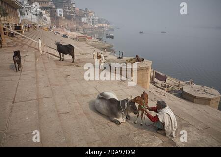 Varanasi, Indien, Januar 2008. Ein Mann trägt mit seiner Mutter die Zucht einer Kuh im Ghat. Stockfoto