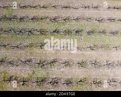 Natürliche Abstraktion, Garten ohne Blatt im Frühling, Erwachen der Natur, Apfelbäume Luftbild. Stockfoto