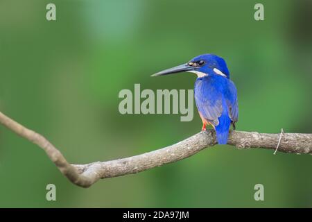 Azure Kingfisher Ceyx azureus Daintree, Queensland, Australien 4. November 2019 Erwachsene Alcedinidae Stockfoto