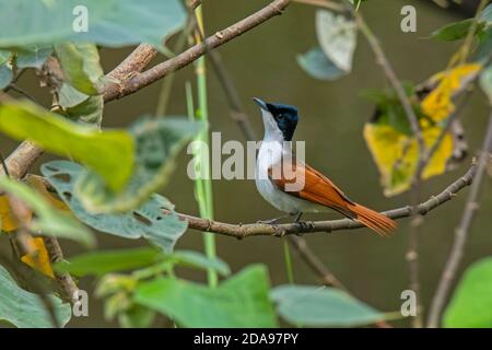 Leuchtender Fliegenfänger Myiagra alecto Daintree. Queensland, Australien 4. November 2019 Erwachsene, Weiblich Monarchidae Stockfoto