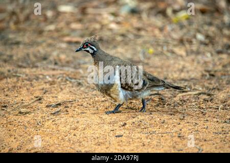 Squatter Pigeon Geophaps scripta Mareeba, Queensland, Australien 4. November 2019 Erwachsene Columbidae Stockfoto