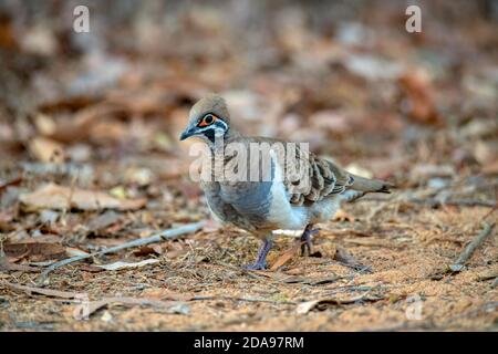 Squatter Pigeon Geophaps scripta Mareeba, Queensland, Australien 4. November 2019 Erwachsene Columbidae Stockfoto