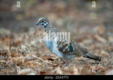 Squatter Pigeon Geophaps scripta Mareeba, Queensland, Australien 4. November 2019 Erwachsene Columbidae Stockfoto