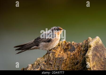 Willkommen Schwalbe Hirundo neoxena Daintree, Queensland, Australien 4 November 2019 Unreif Hirundinidae Stockfoto