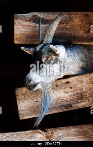 Ziege, die ihren Kopf außerhalb eines Holzzauns klebt Stockfoto