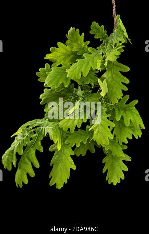 Junger Zweig aus Eiche mit Blättern, isoliert auf schwarzem Hintergrund Stockfoto